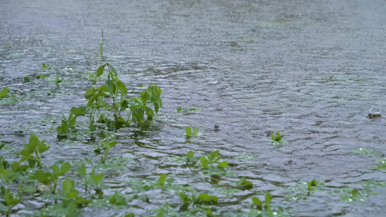 Heavy rain falling in the surface of a lake during a tropical storm