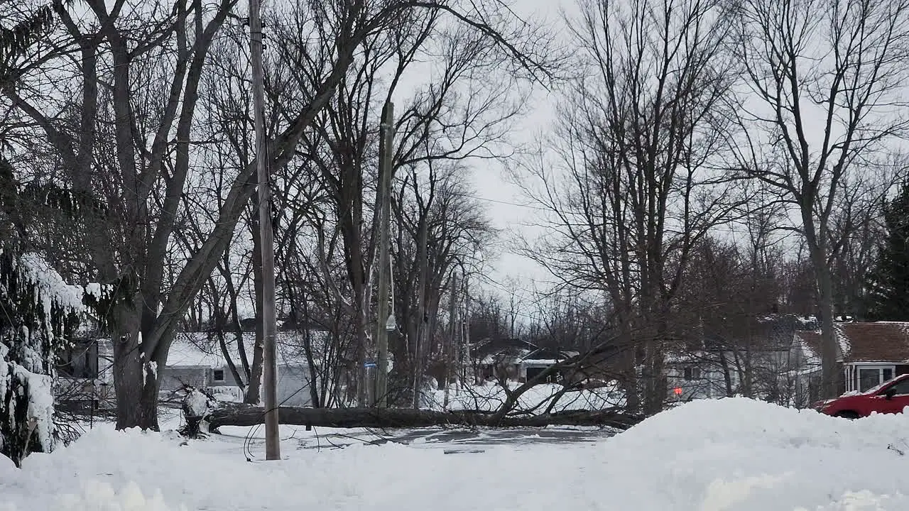 footage of the snow-covered road and a fallen tree during the blizzard in Buffalo New York