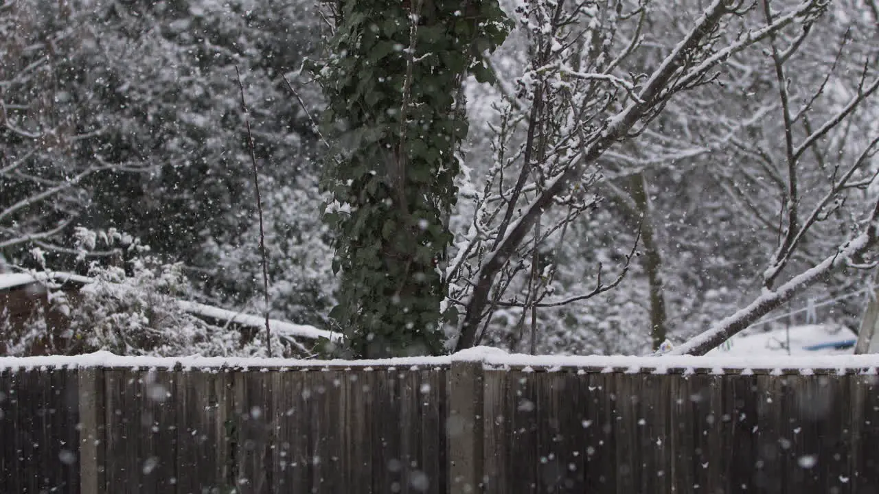 Snow Falling In Back Garden Along Fence And Tree Branches