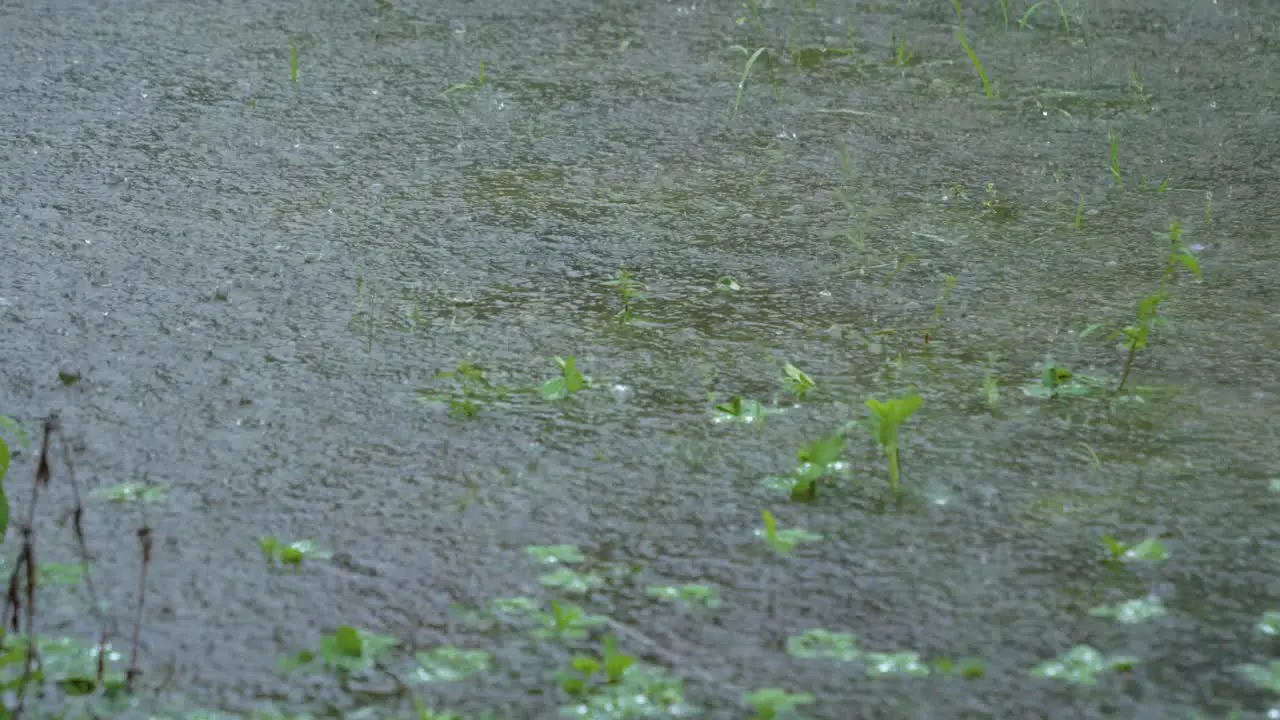 Static shot of intense rain falling on the surface of a lake during a tropical storm