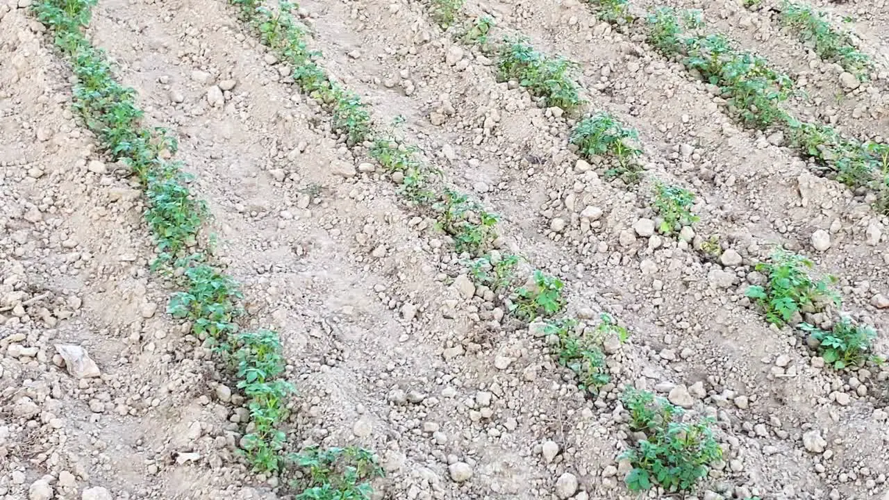 Crops trying to grow in very dry arid drought problem pan left