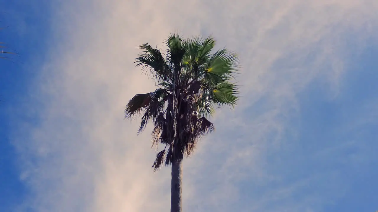 Palm tree swaying slightly with a light ocean breeze in Clearwater Florida