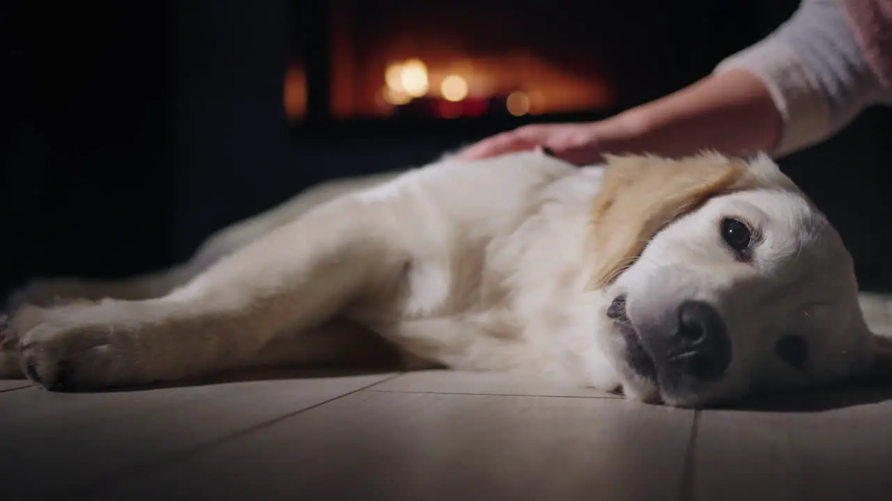 A woman's hand strokes a cute golden retriever who is resting near the fireplace Winter and Christmas Eve in a warm cozy house