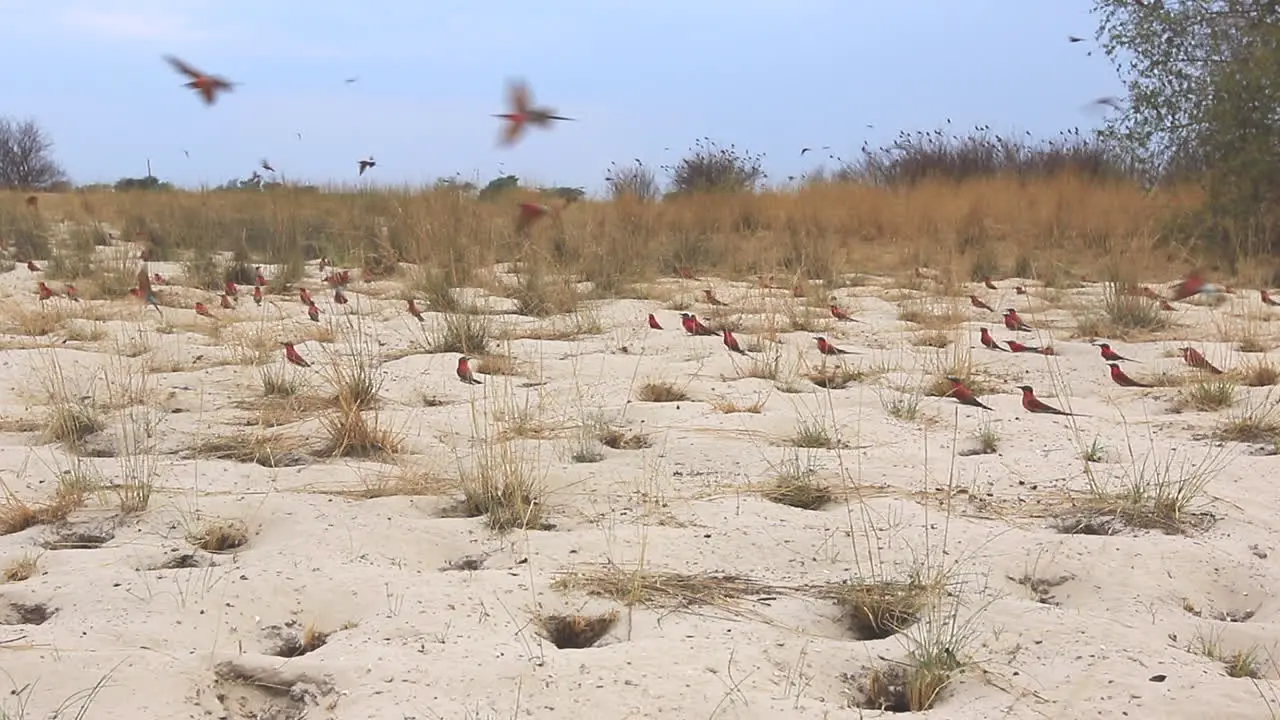 The Southern Carmine Bee-eater colony during the summer month of October along the Zambezi river near Kalizo