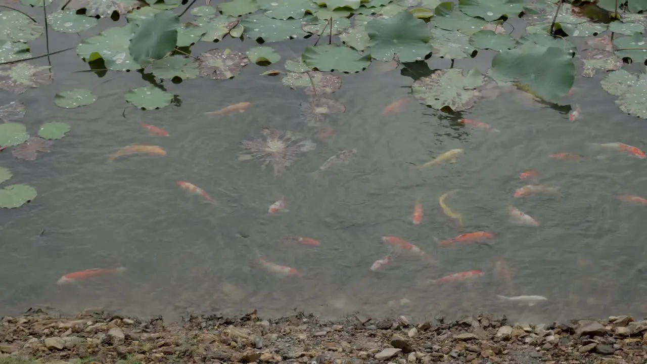 A shot of Koi fish swimming along a shallow bank of a garden pond the fish aggressively shooting out of the water to feed off the bank