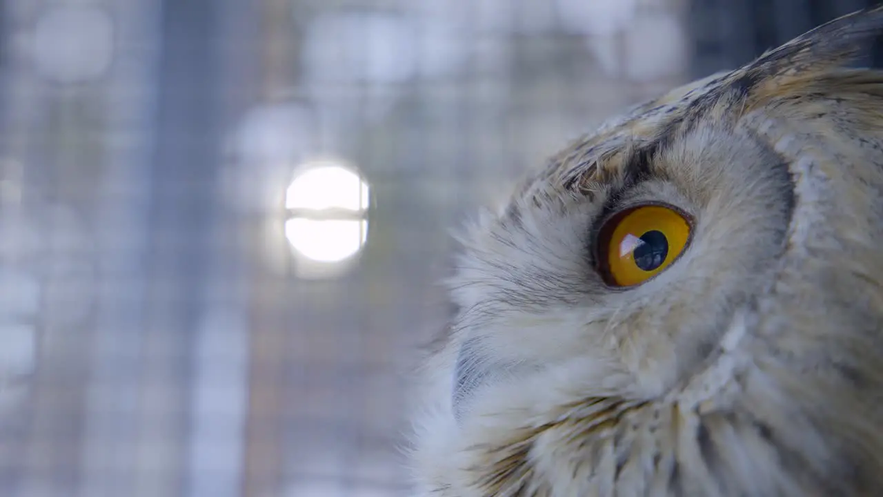 Orange eyes of Siberian eagle owl entrapped in cage