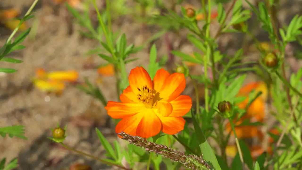 Bee Pollinates colorful Orange Cosmos Flower collects pollen and nectar and flies away on bright sunny spring summer or early autumn fall day at sunset