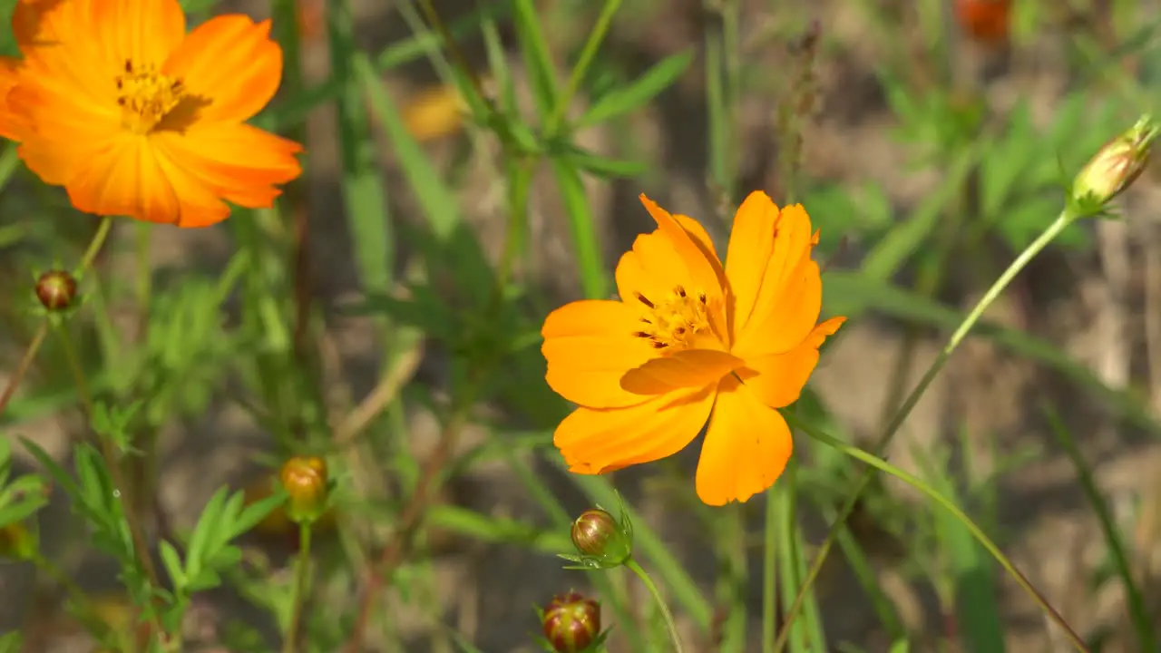 A bee pollinates Orange Cosmos Flower with orange blooms in the garden