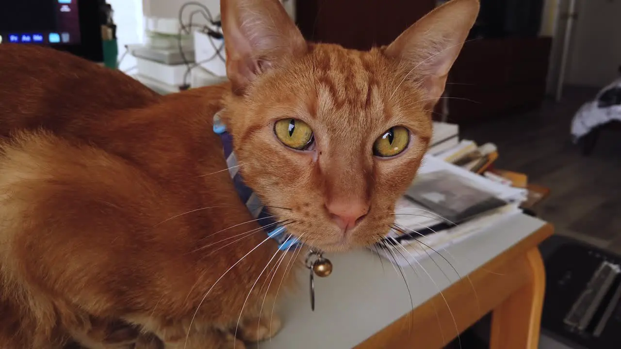 Orange Tabby cat sits guarding a computer winks at the camera