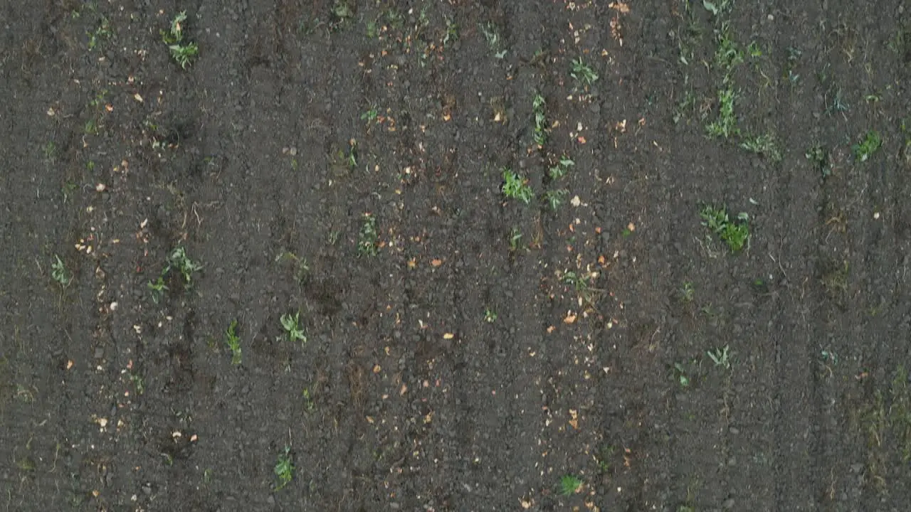 Aerial top down view of a harvested and tilled pumkin field