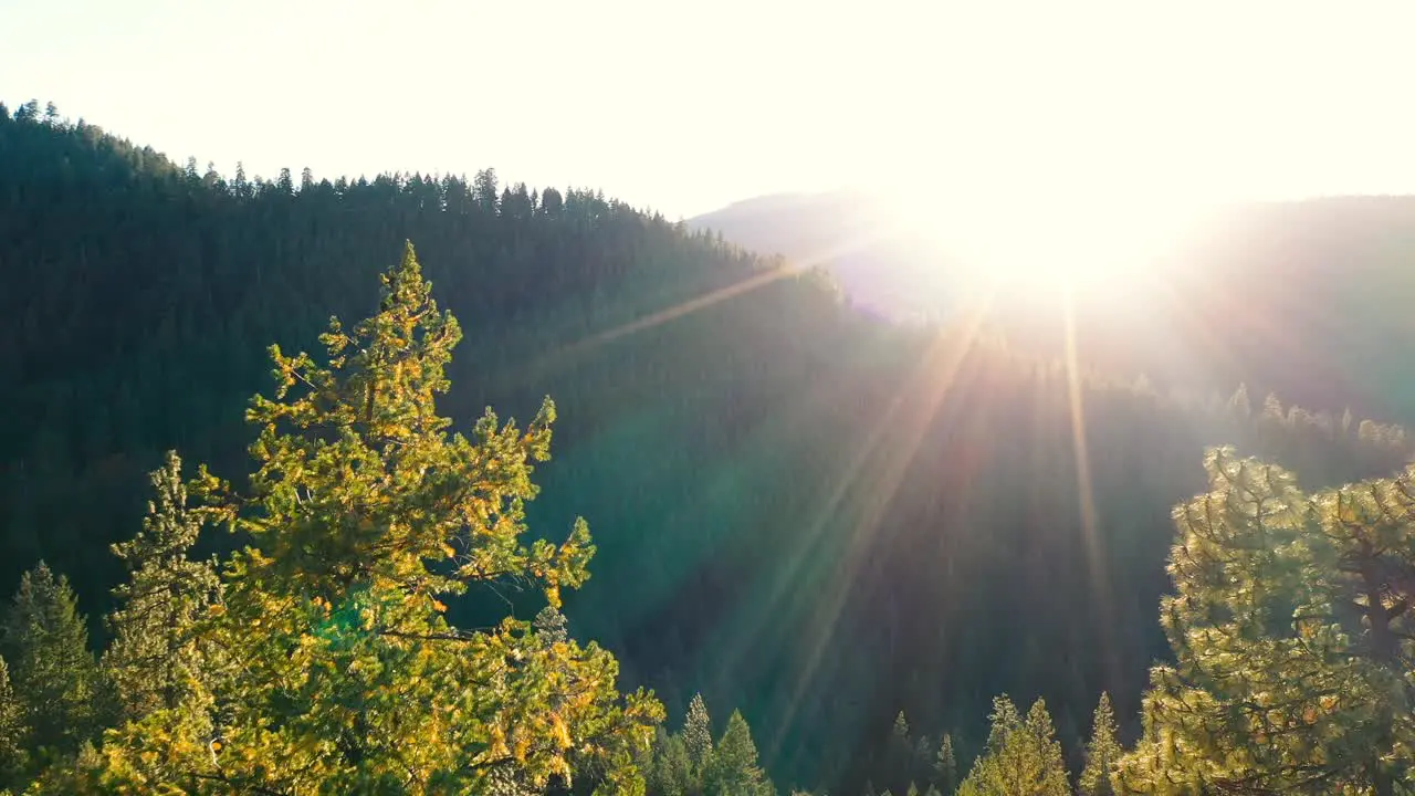 Flying through the trees into the setting sun