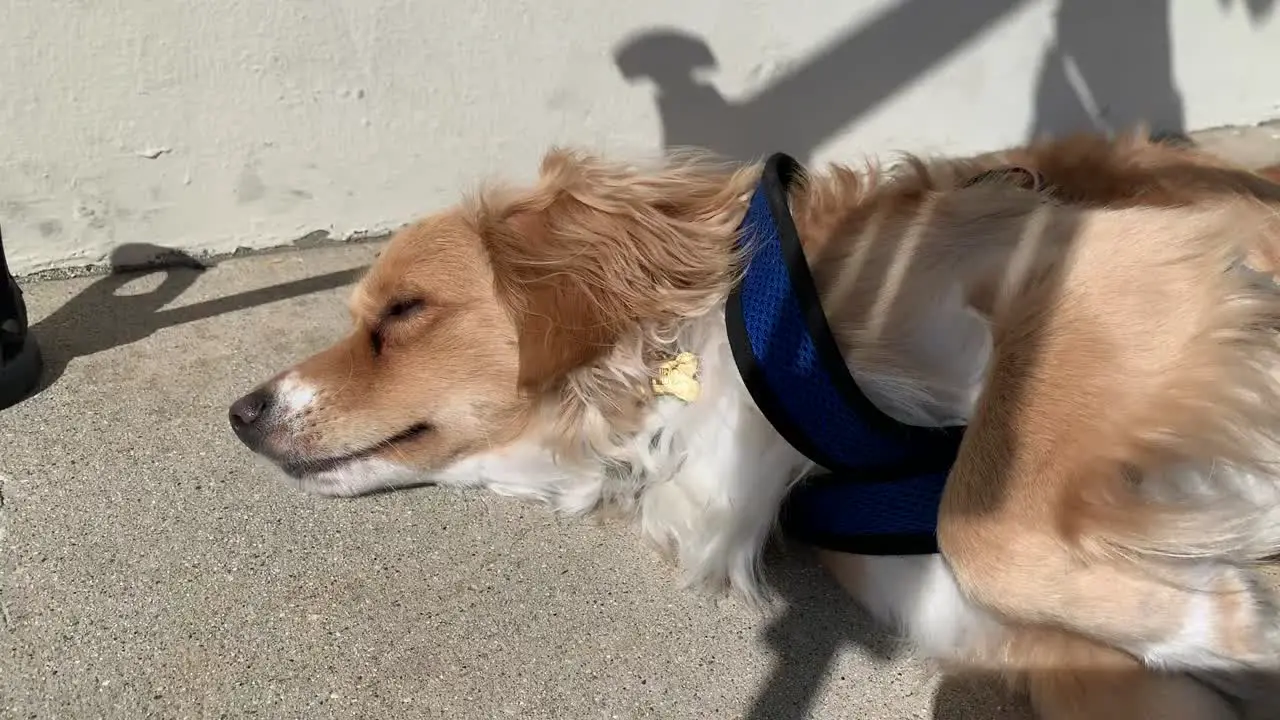 playful puppy getting some sun