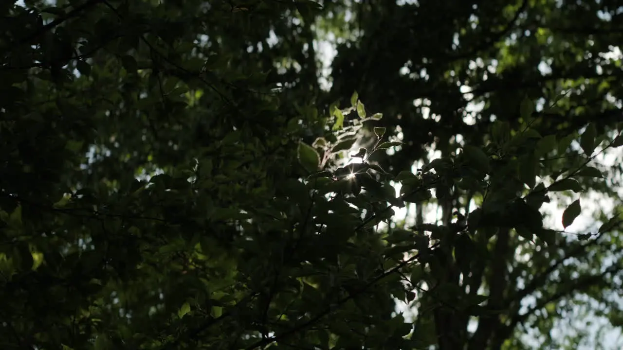 Anamorphic flare from sunlight filtering through the trees