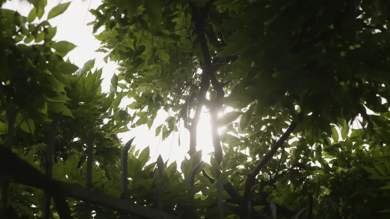 Sun through trees in soft orbiting slow motion shot