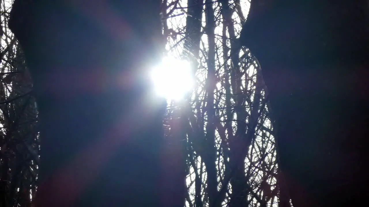 Woodland forest silhouette tree trunks Sunshine shining through branches