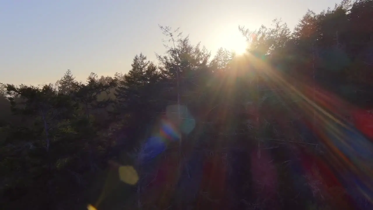 Flying over tree tops with sun rays shining through forest landscape