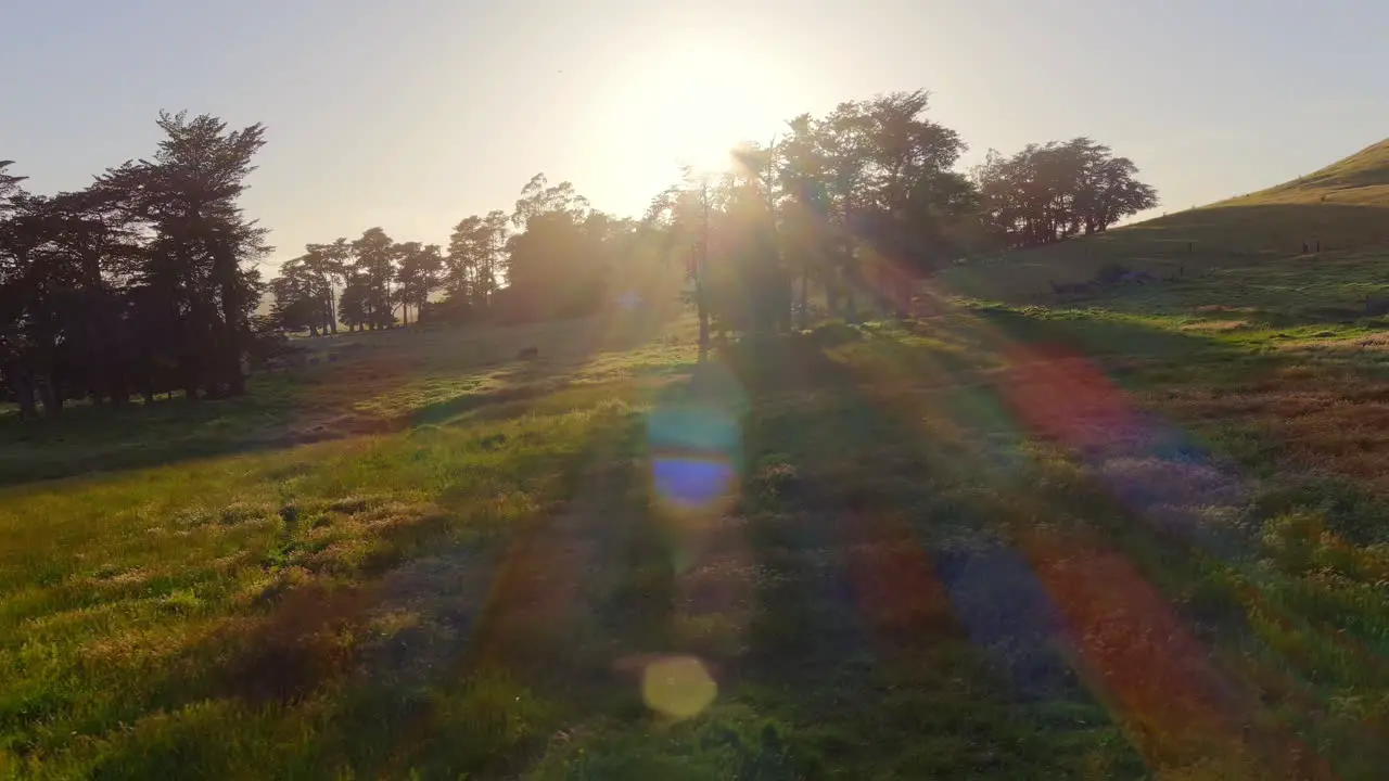 Low aerial view of sun rays shining through tree canopies in evening light