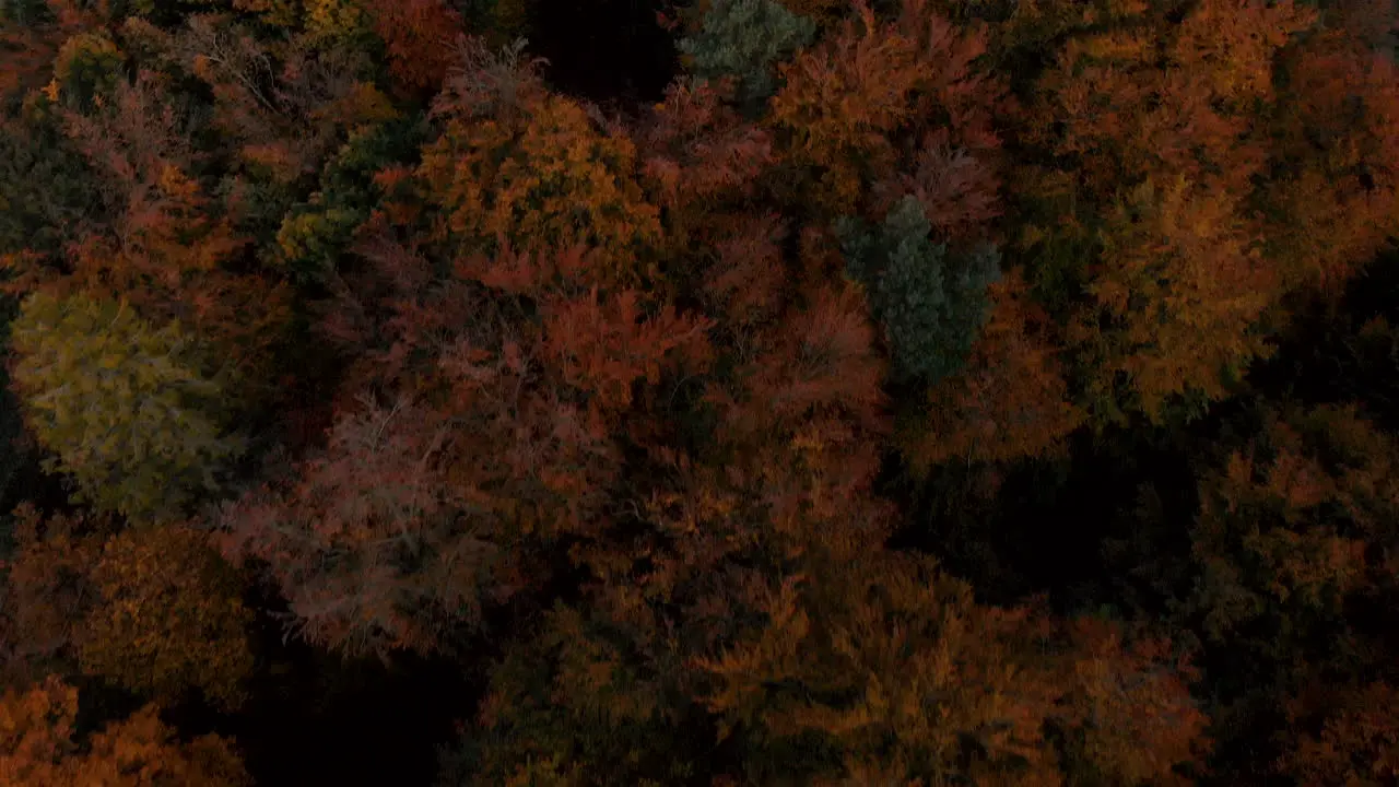 Aerial footage over autumn trees forest when leaves change color top view of the autumn forest