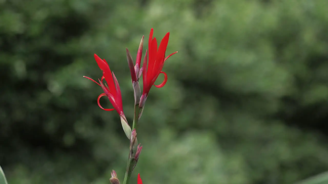 Canna paniculata Plant Clsoe Up