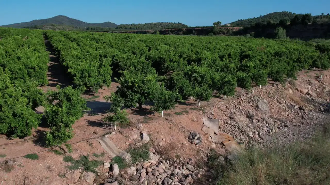 Orange tree grove in Castellon Spain in a sunny day