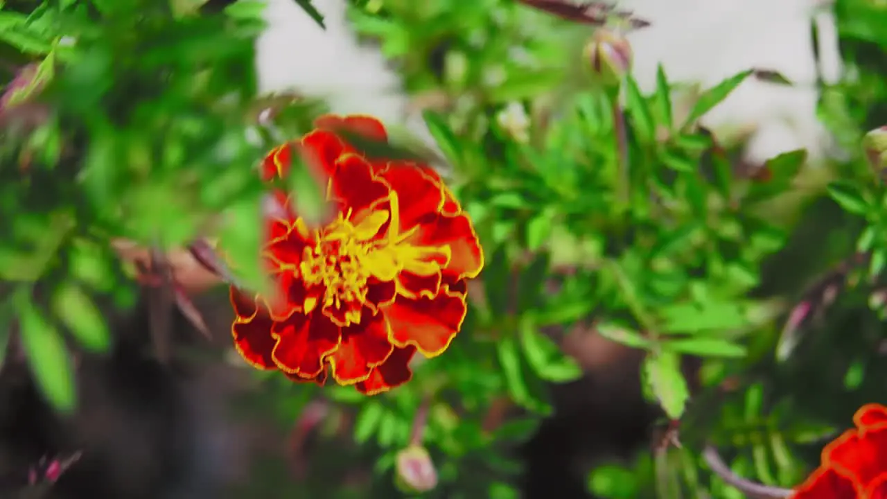 Marigolds has a beautiful vivid orange colour that will brighten your garden