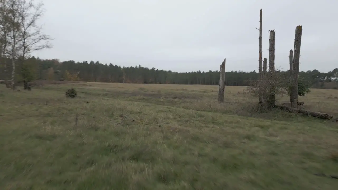 Low aerial shot flying through a field and circling around a group of old trees