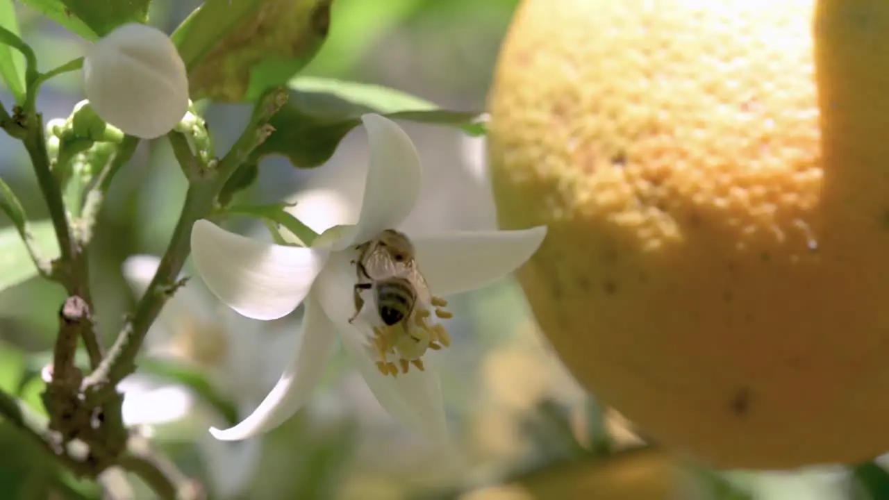 Bees pollinating sweet orange blossoms fruit detail in background