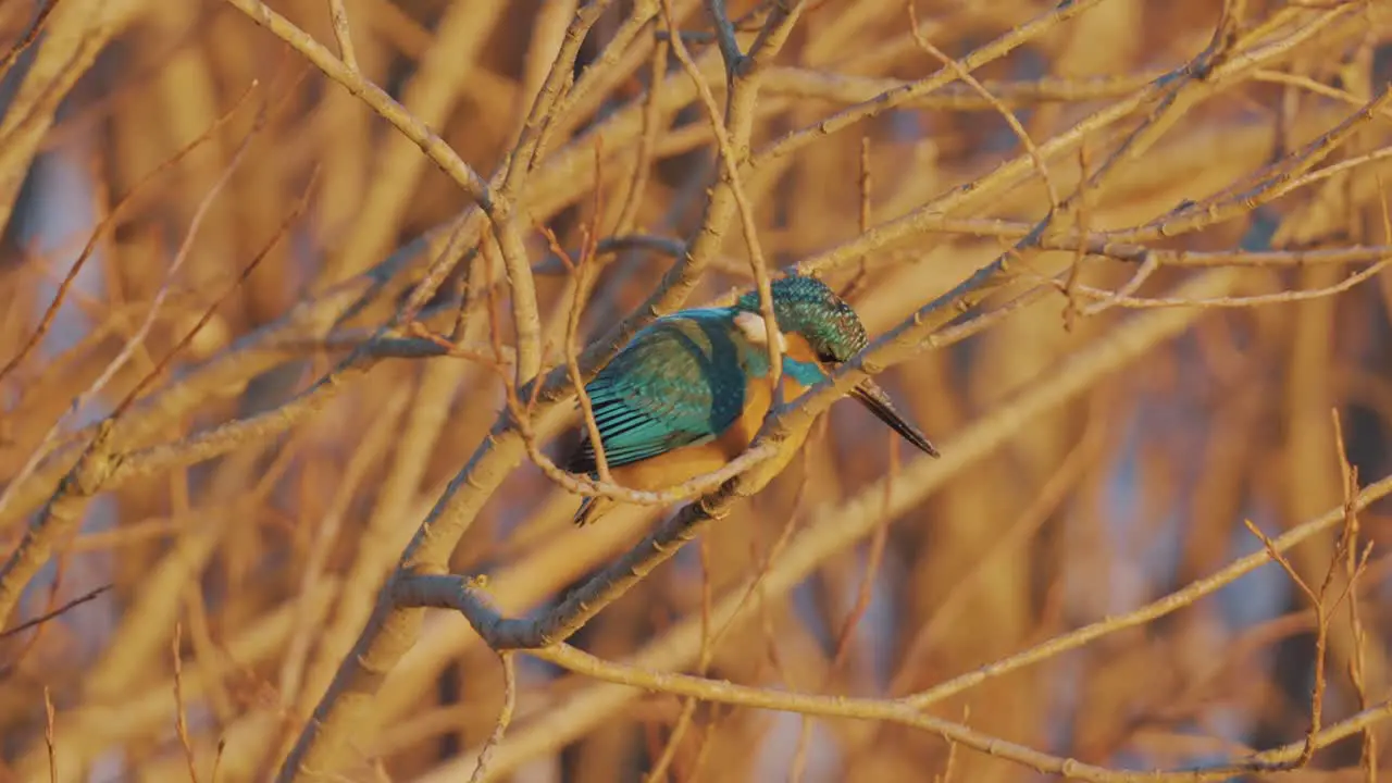 Male Common Kingfisher Sitting in Tree Branch on Sunny Day Close Up View