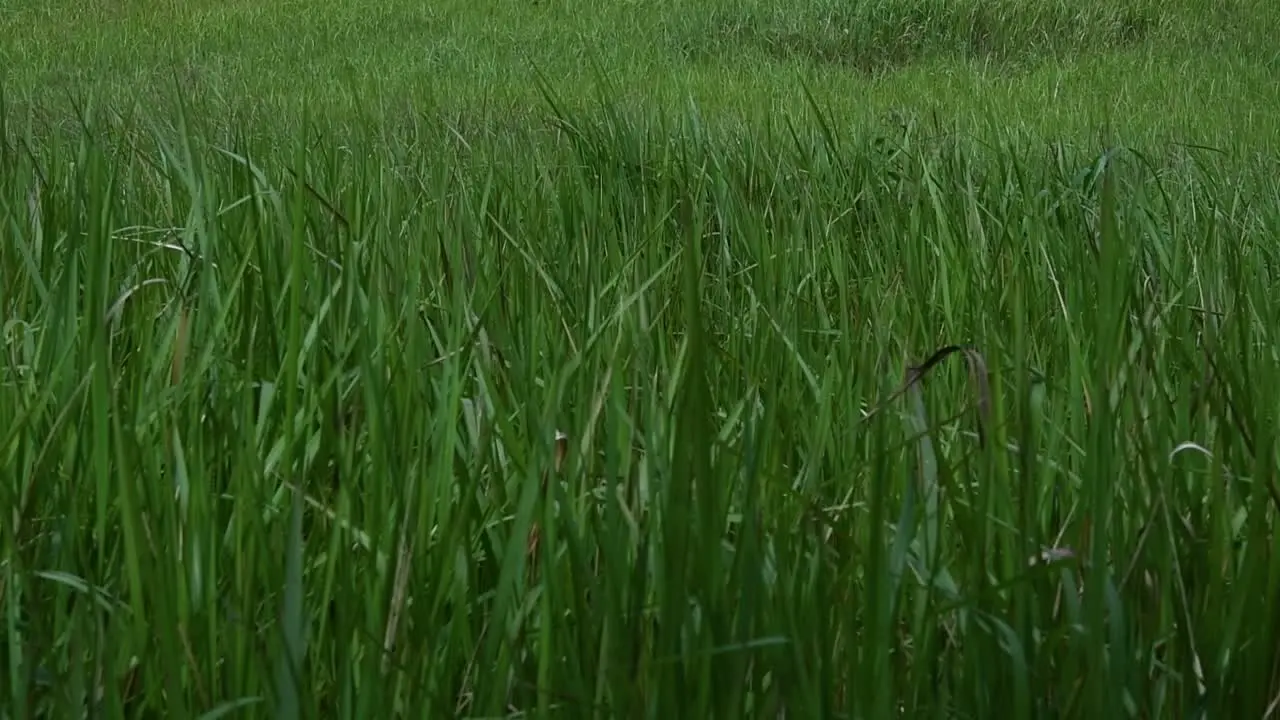 A perennial grass native to tropical and subtropical Asia and also introduced to several countries