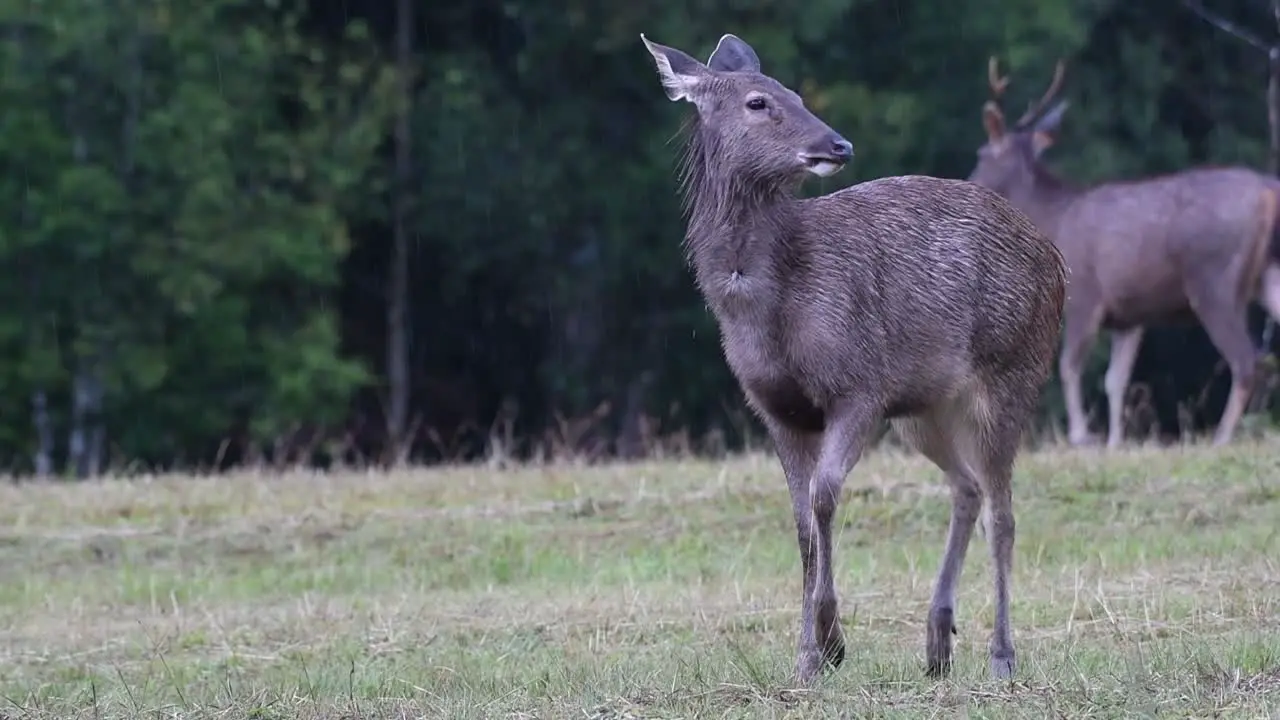 The Sambar Deer is a Vulnerable species due to habitat loss and hunting