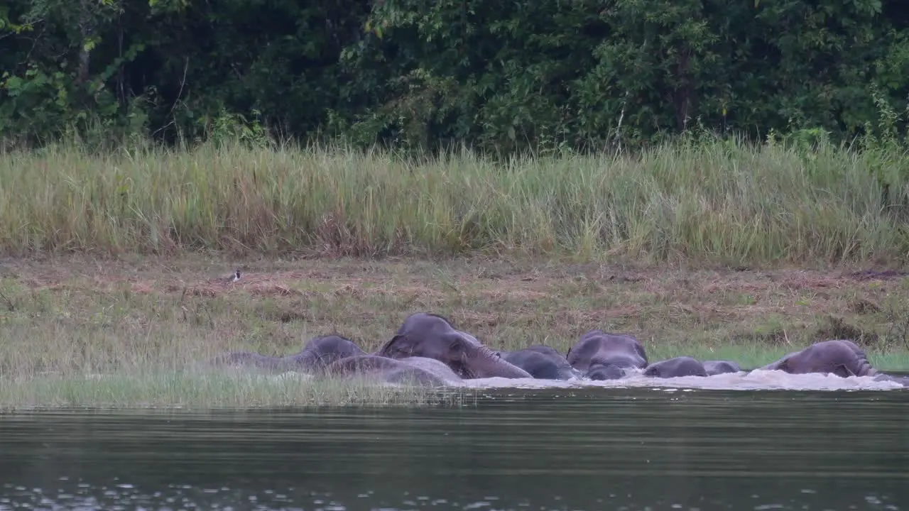 The Asiatic Elephants are Endangered and this herd is having a good time playing and bathing in a lake at Khao Yai National Park