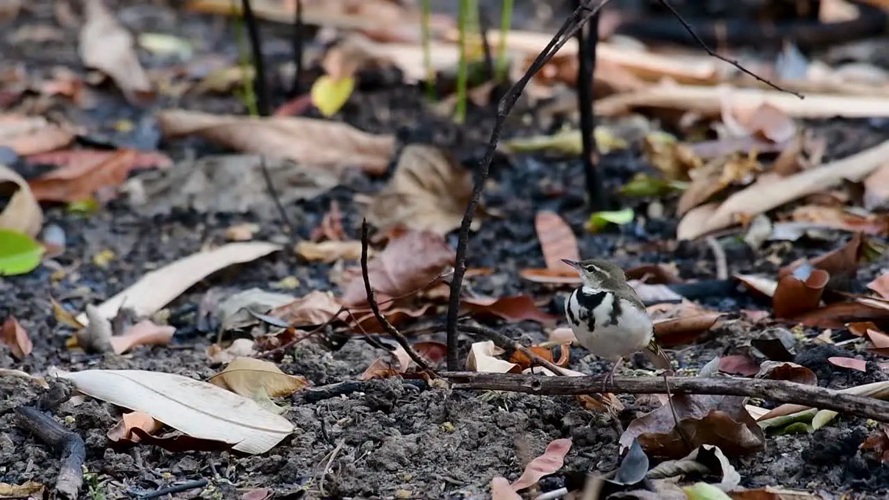 The Forest Wagtail is a passerine bird foraging on branches forest grounds tail wagging constantly sideways