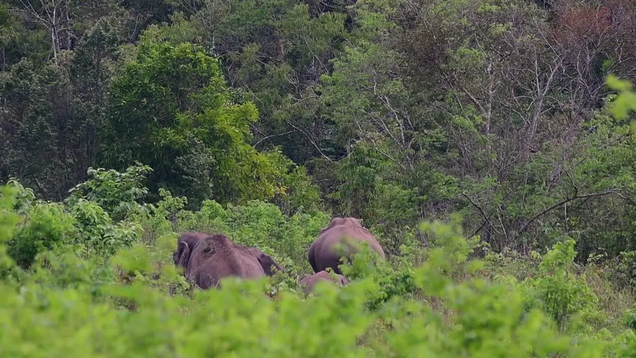 The Asiatic Elephants are endangered species and they are also residents of Thailand