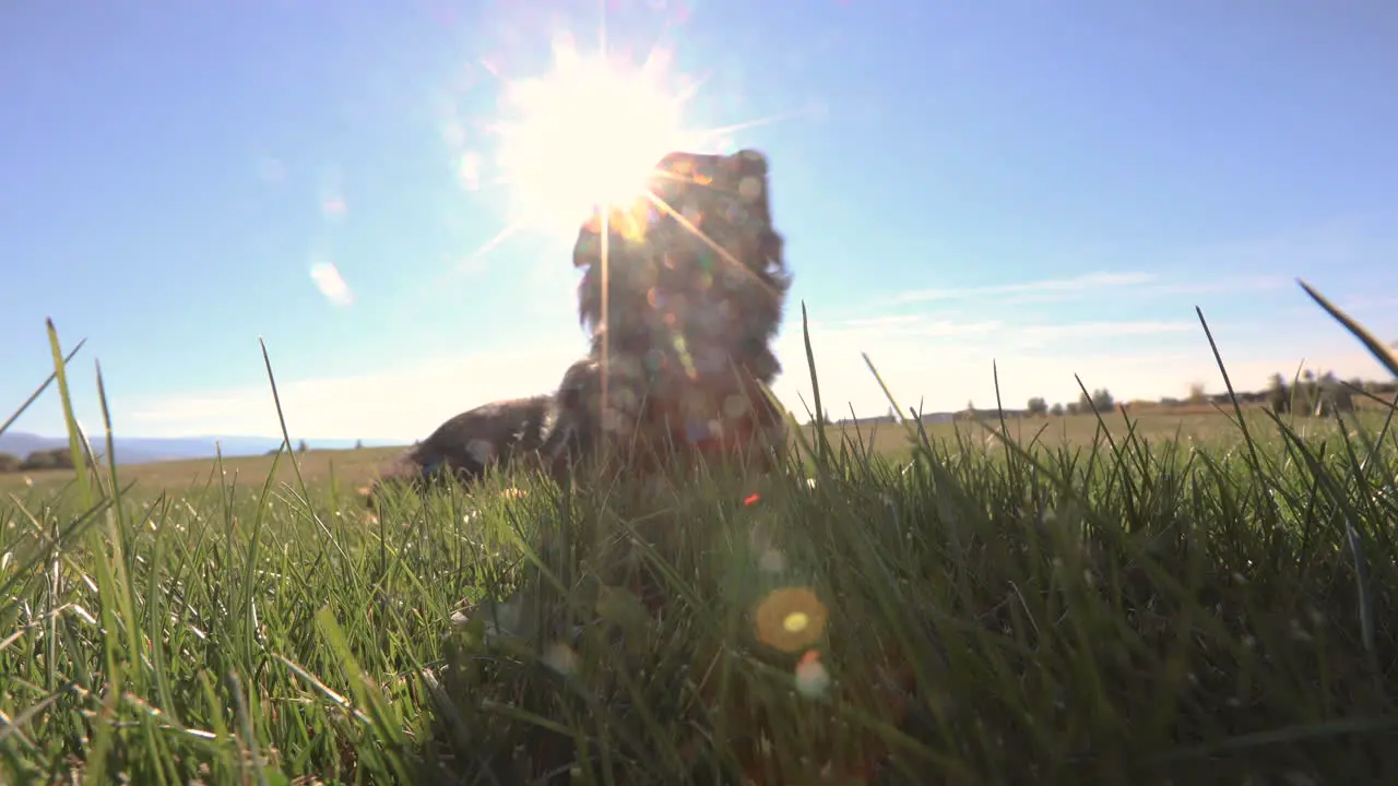 Dog Laying Down on Grass Field 4K