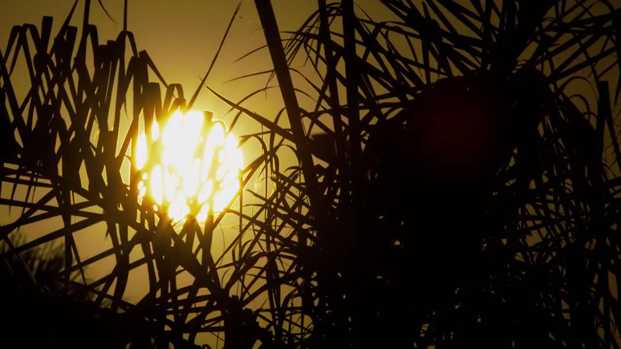 Tropical orange sunset with a full sun behind the swaying leaves of a palm tree close up shot