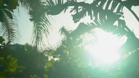 Sun Shining Through Leaves Of Tropical Vegetation On Holiday Destination