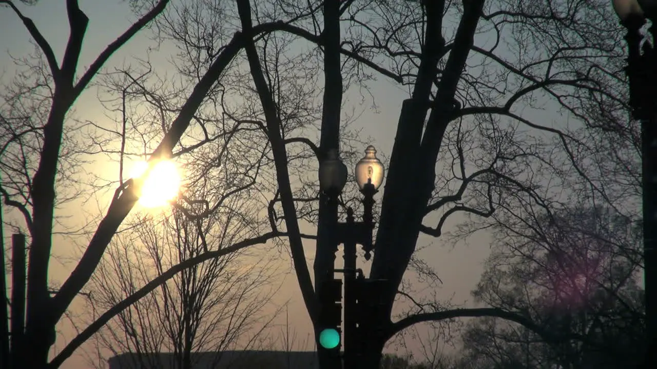 Sun through branches with traffic light