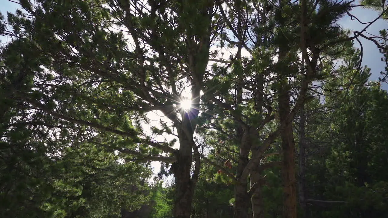 Slow motion sun flaring through trees