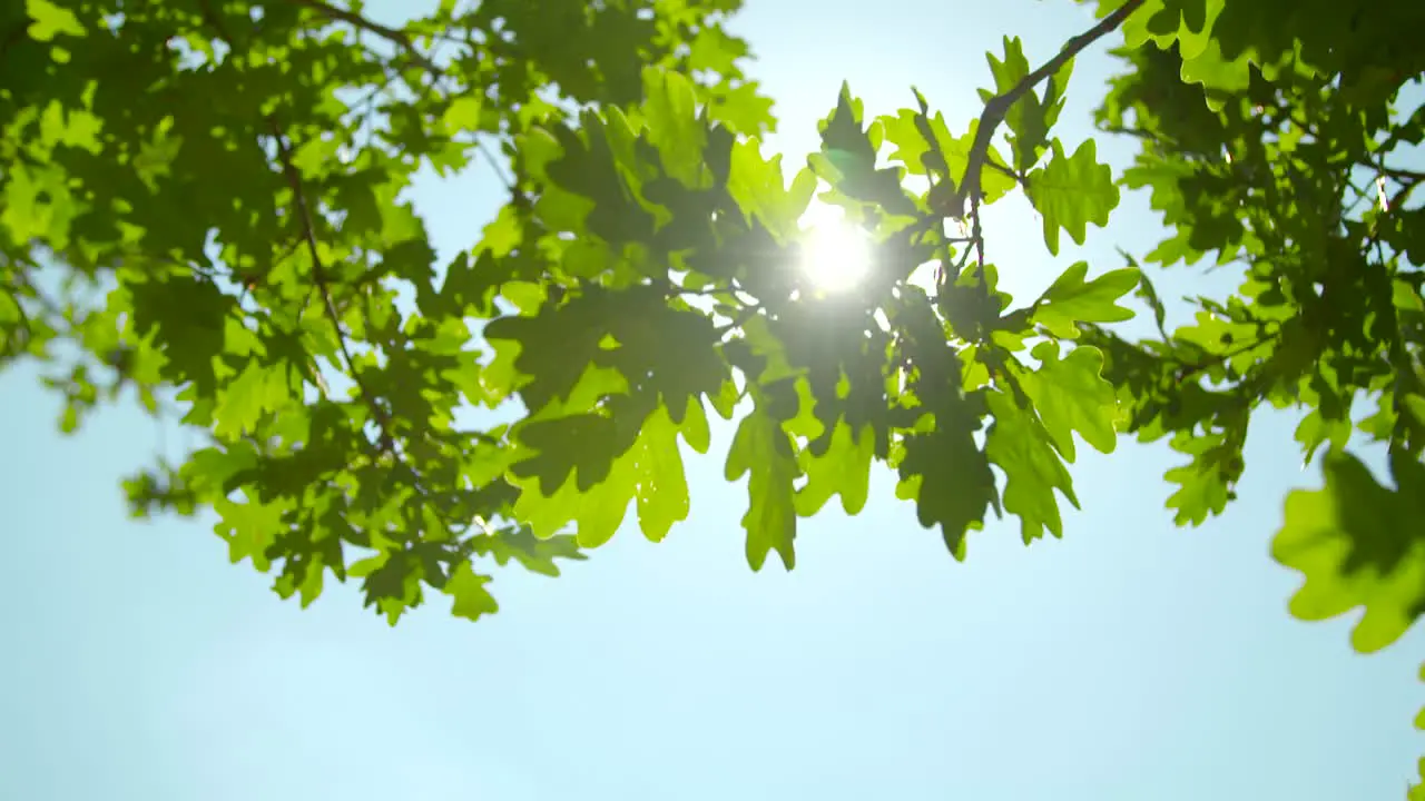 Sunlight Through Oak Tree Leaves 02