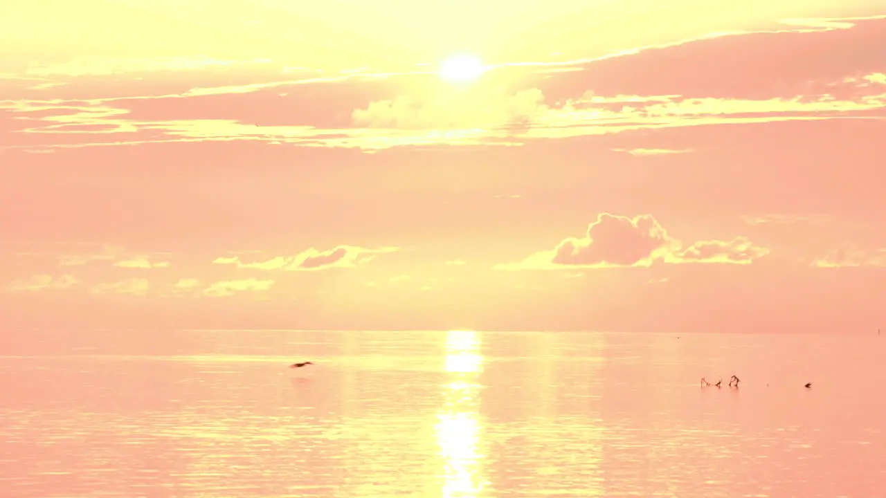 sunrise ocean beach orange yellow with bird silhouettes