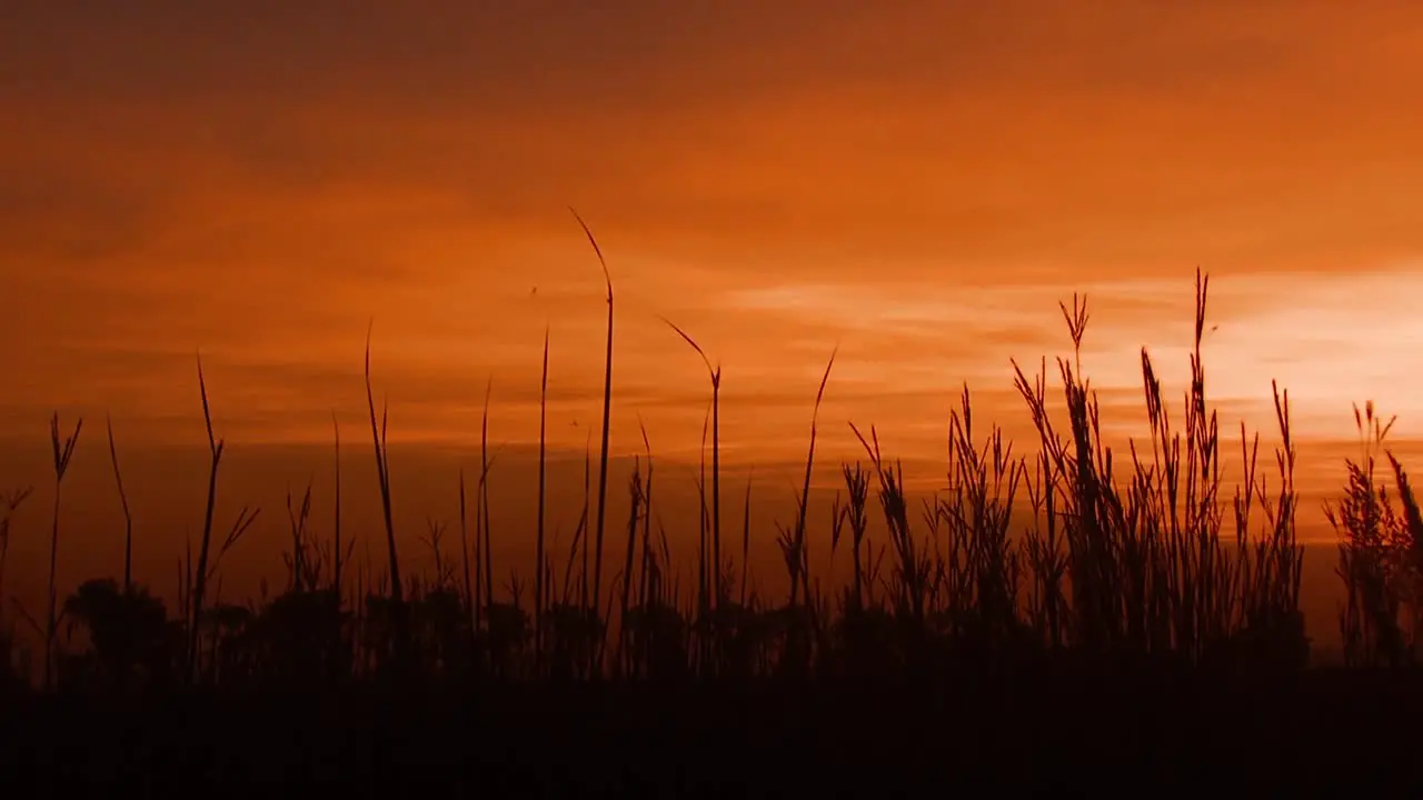 Sparrows Wrens And Dickcissels Are Seen At Sunset In A Missouri National Wildlife Refuge