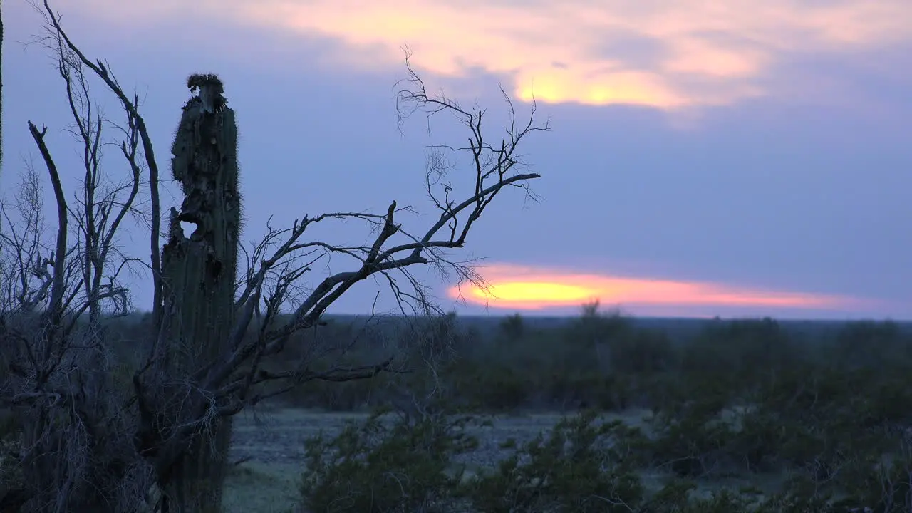 Arizona Ragged Saguaro At Sunset