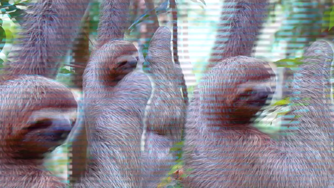 trippy sloths grinching sloth glitch smiling sloth jungle of costa rica three sloths in a three 420 visual trippy colors glitching