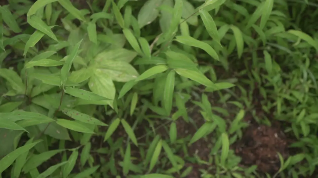 Cinematic closeup video of lush expanse of green grass