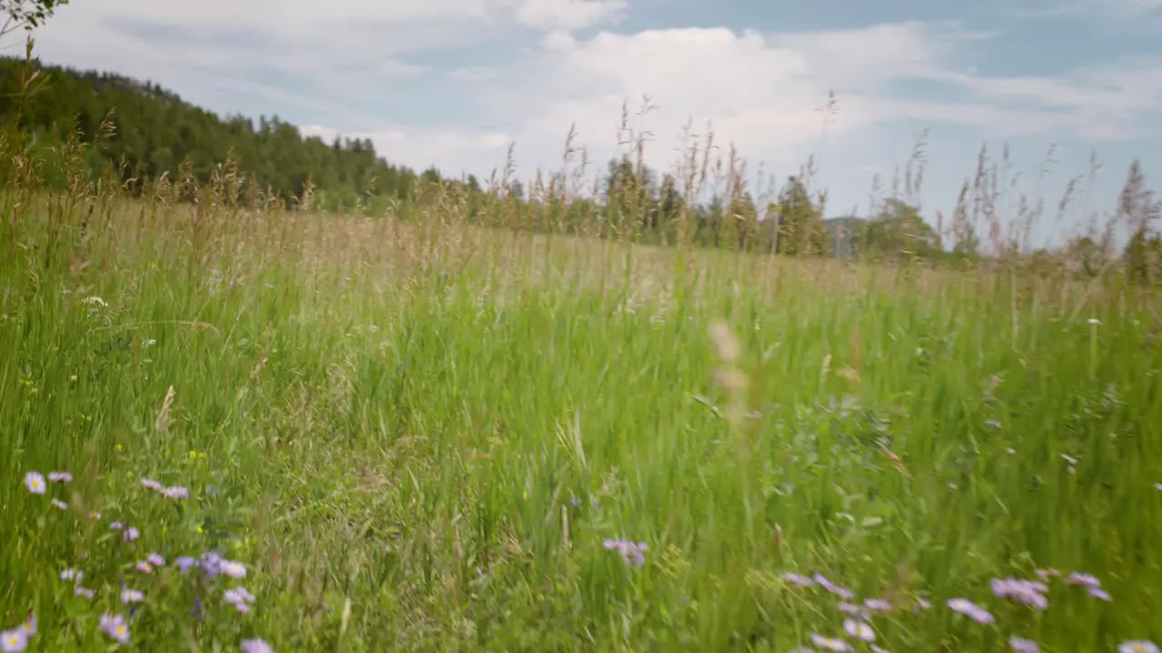 Embark on a visual journey as the camera gracefully glides through a picturesque field of wildflowers and tall grass