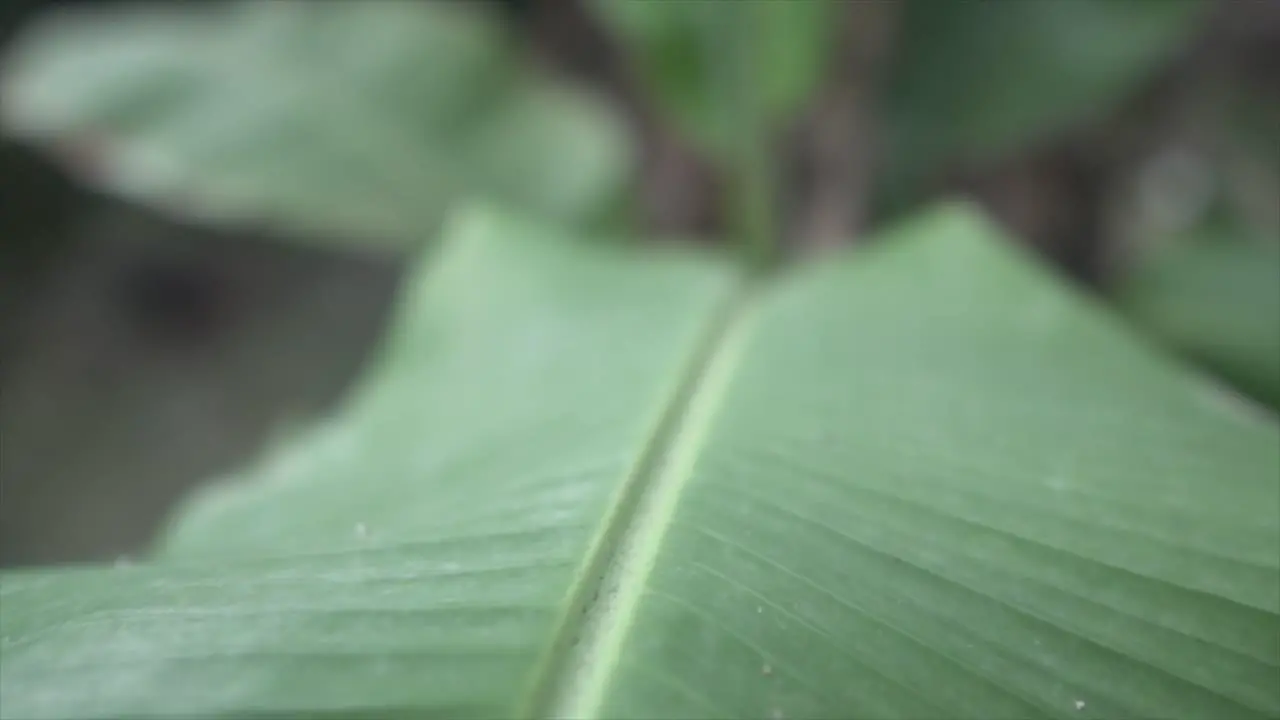 Cinematic slow-motion shot the camera gracefully tracks along the central line of a leaf highlighting the delicate and intricate details of the leaf's structure an the leaves shape