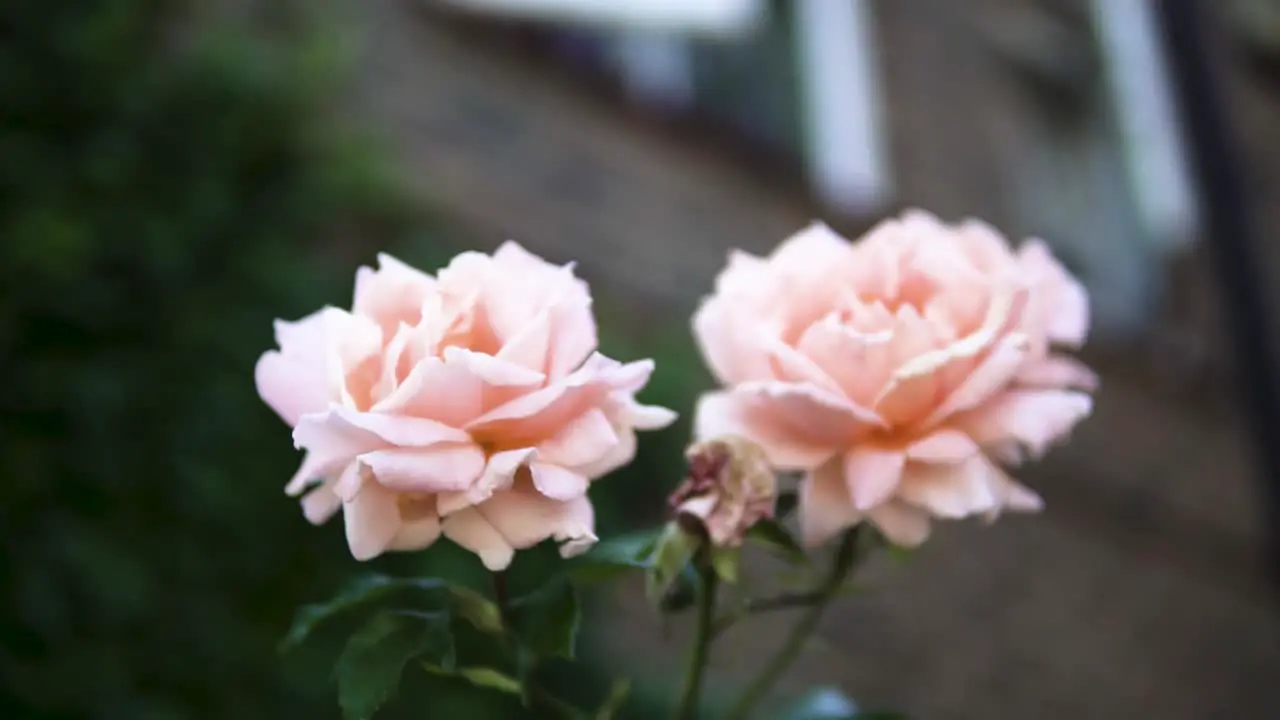 Two Pink Roses in front of the apartments