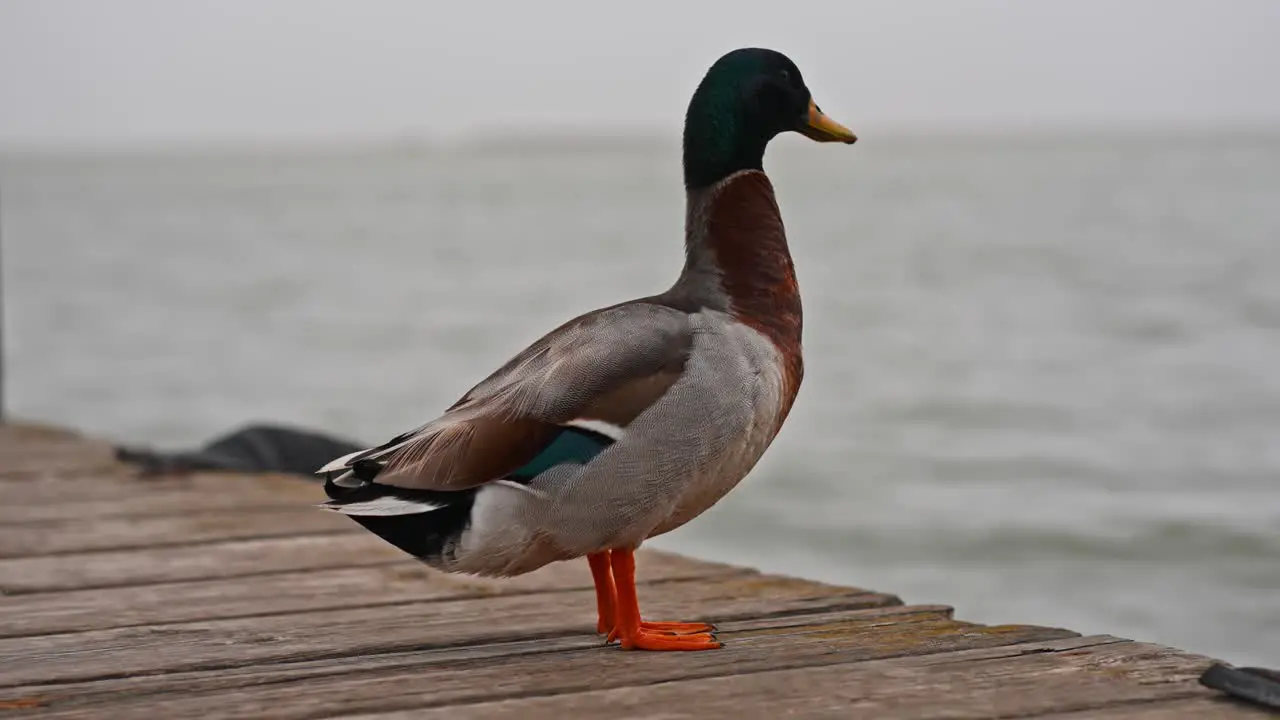 Male duck on a wooden pier on the sea