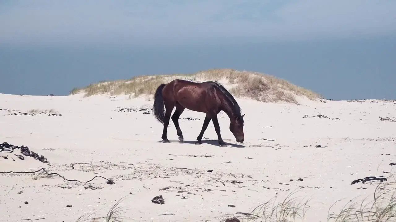 A wild horse walking on a beach