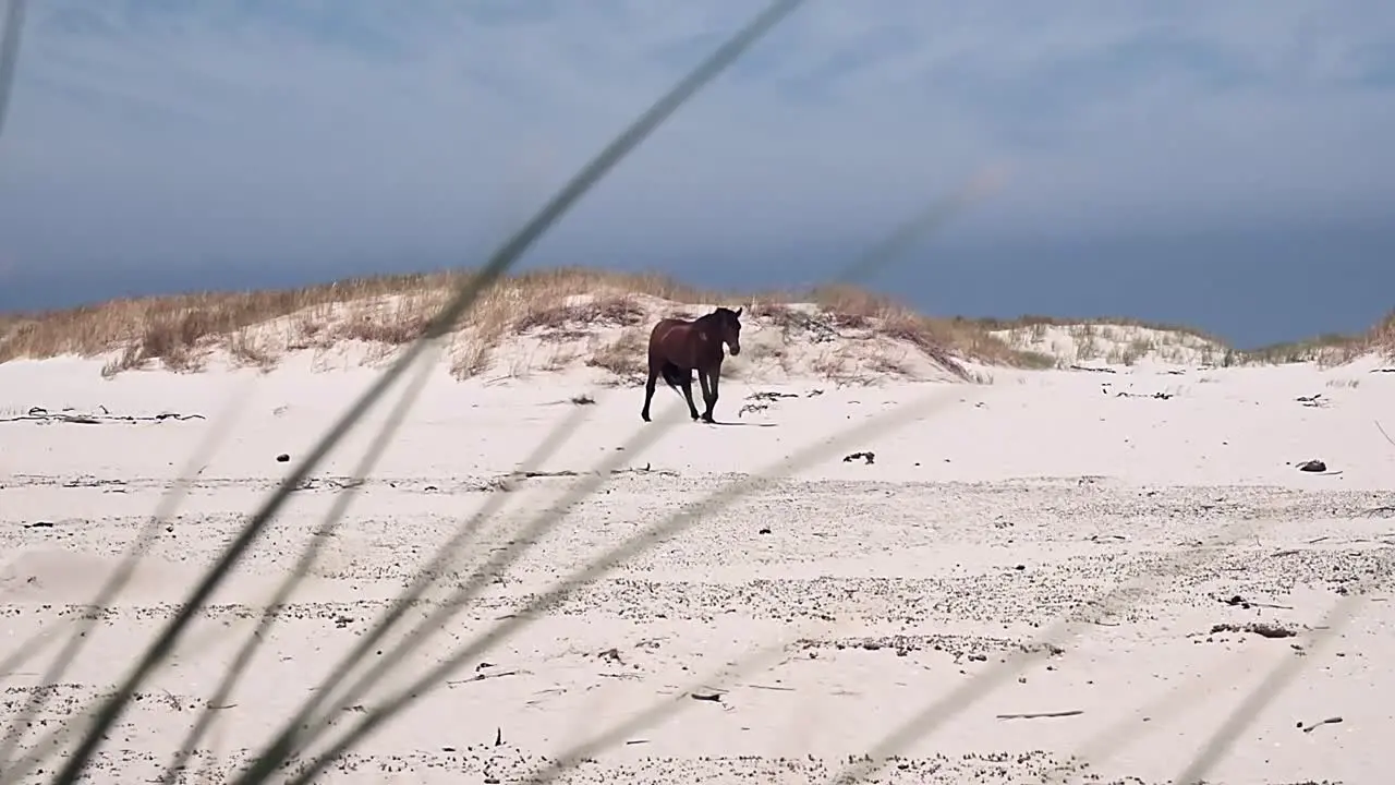 A wild lone stallion walking on a beach with grass blowing in the wind and dunes in the distance